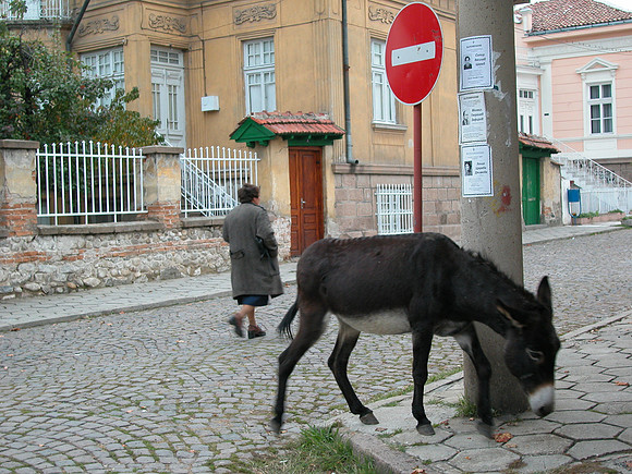 Downtown Peshtera