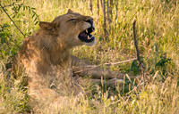 Sleepy Lioness wakes up