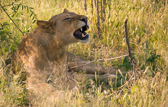 Sleepy Lioness wakes up