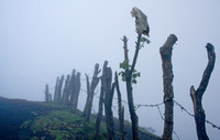Pacaya Volcan, Guatemala