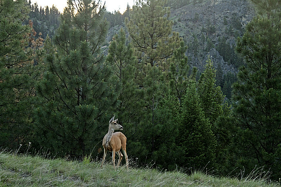 Somewhere in Montana south of Darby