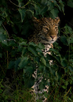 Young Cheetah in the bushes