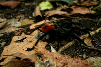 Caracol, Belize