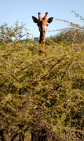 Kruger National Park