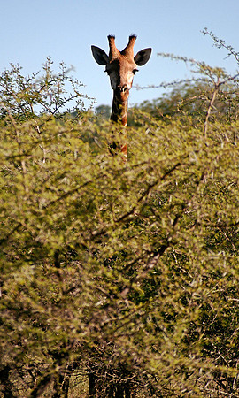 Kruger National Park