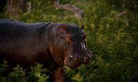 Early morning hippo out of water