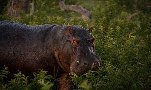 Early morning hippo out of water