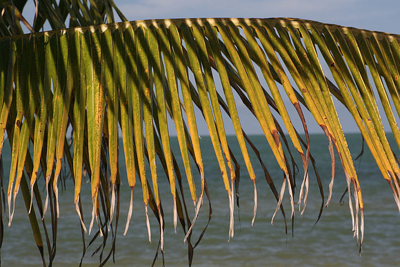 Hopkins Beach, Belize