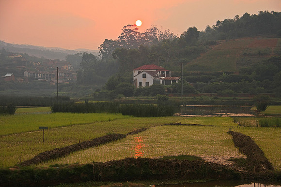Rice Paddies
