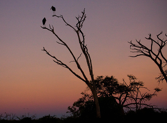 Marabou stork in a tree at sunset