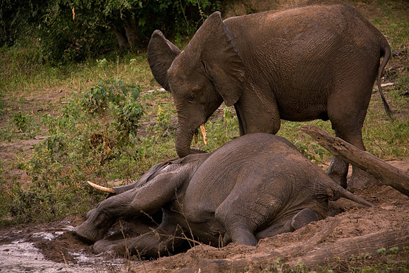 Elephants playing in the water