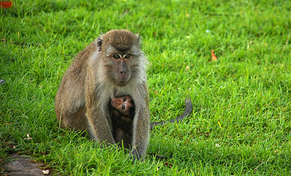 Monkey Island