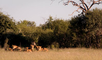 Lion pride resting in the veld