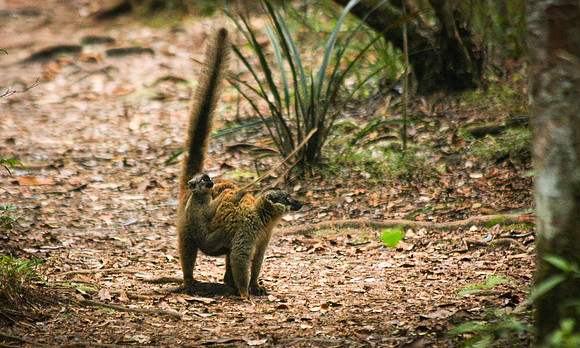 Bamboo Lemur with baby - Mantadia National Park Madagascar