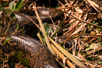 Snake in the grass - Mantadia National Park, Madagascar