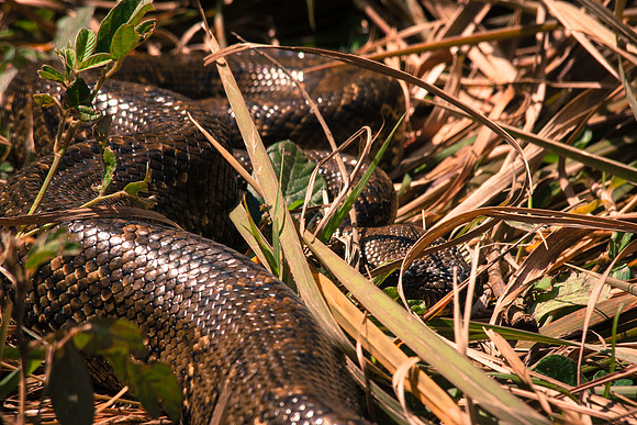 Snake in the grass - Mantadia National Park, Madagascar
