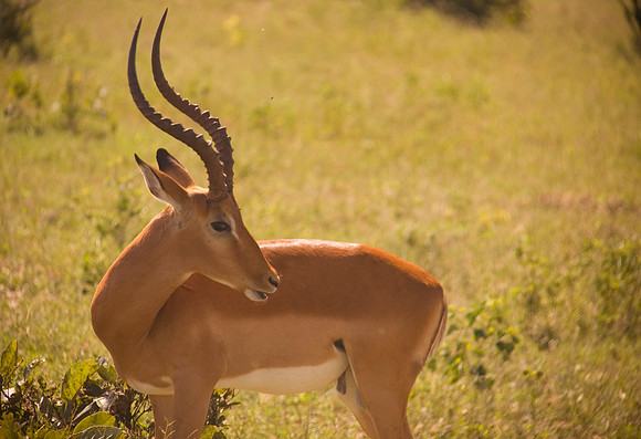 African Gazelle