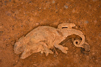 Smashed in South Africa