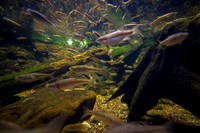 National Aquarium, Baltimore MD