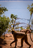 Babboon - Lake Malawi, Malawi