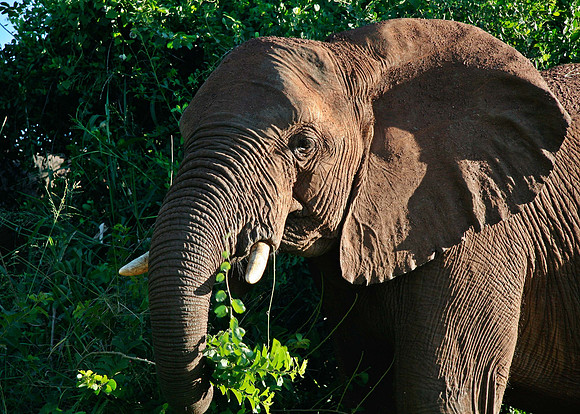 Kruger National Park