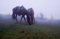 Pacaya Volcan, Guatemala