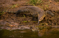 Monitor lizard