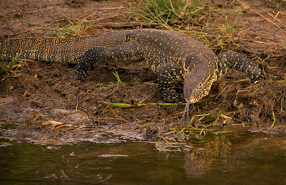 Monitor lizard