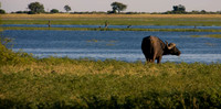Water buffalo by the river