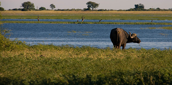 Water buffalo by the river