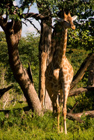 Giraffe in the veld