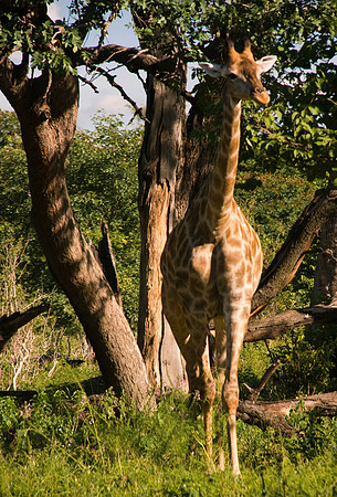 Giraffe in the veld