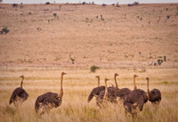 Cullinan, South Africa