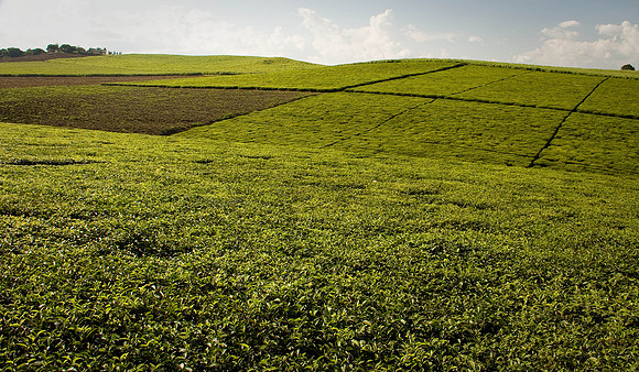 Tea fields