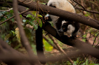 Ruffed Lemur