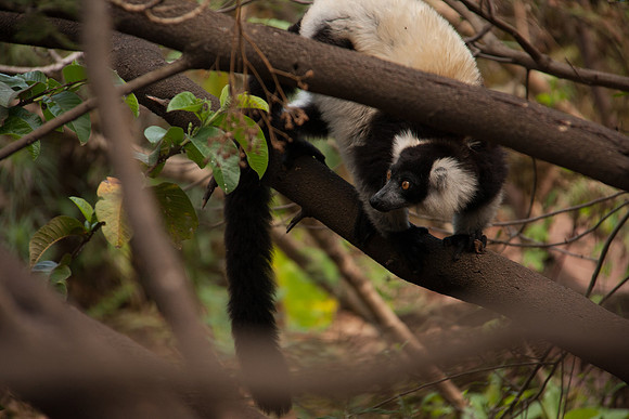 Ruffed Lemur
