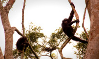 Tree Chimps