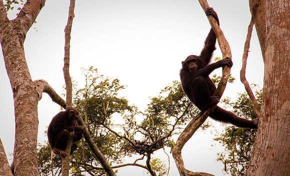 Tree Chimps