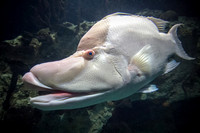 Fish Lips