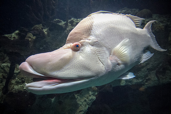 Fish Lips