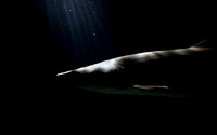 In the dark
