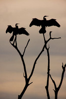 African Cormorants in a tree
