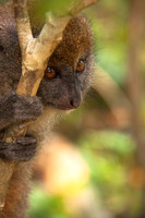 Bamboo Lemur, Mantadia National Park Madagascar