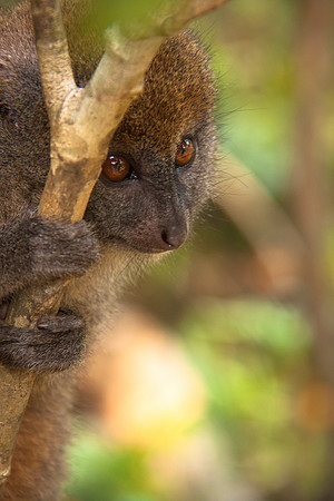 Bamboo Lemur, Mantadia National Park Madagascar