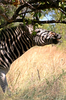 Kruger National Park