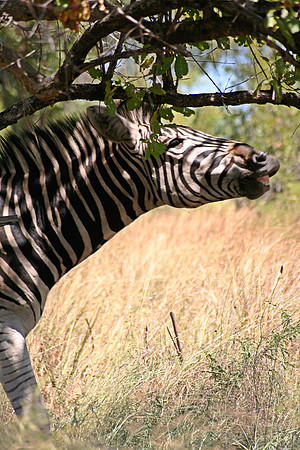 Kruger National Park