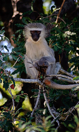 Kruger National Park