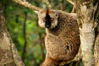Red Fronted Lemur, Mantadia National Park, Madagascar