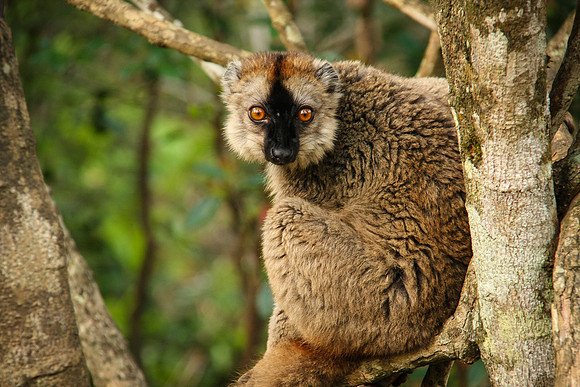 Red Fronted Lemur, Mantadia National Park, Madagascar