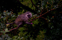 Small monkey in a tree